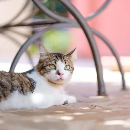 Il Piccolo Giardino & Breakfast Bed & Breakfast