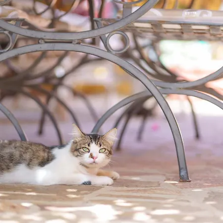 Il Piccolo Giardino & Breakfast Nocleg ze śniadaniem Villasimius